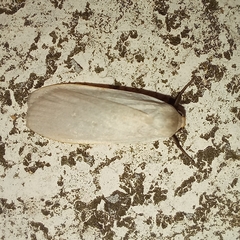 Eilema