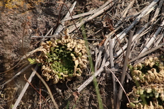 Lopezia racemosa