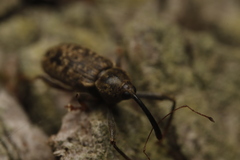 Dorytomus longimanus