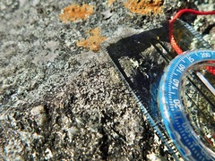 Circinaria caesiocinerea
