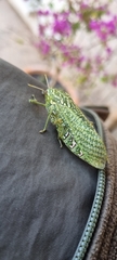 Physemacris variolosa