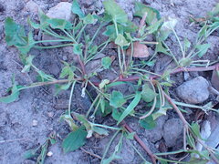Rumex hypogaeus