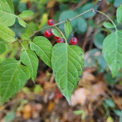 Solanum dulcamara
