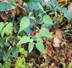 Solanum dulcamara