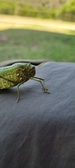 Physemacris variolosa