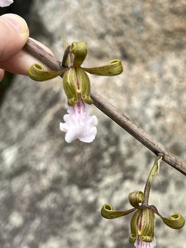 Eulophia petersii image