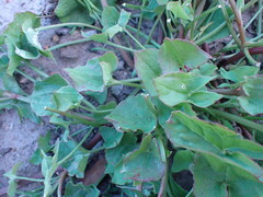 Rumex hypogaeus
