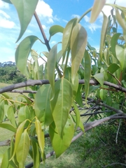Tripodanthus acutifolius