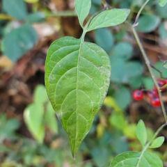 Solanum dulcamara