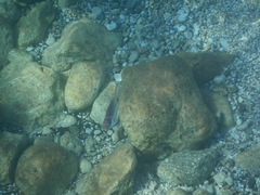 Diplodus