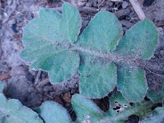 Arctotheca prostrata