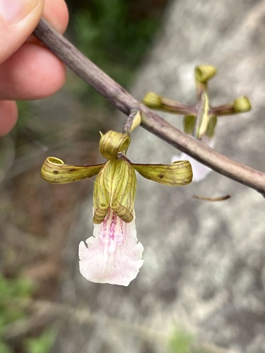 Eulophia petersii image