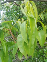 Tripodanthus acutifolius