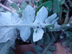 Arctotheca prostrata