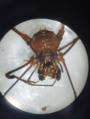 Cranaidae