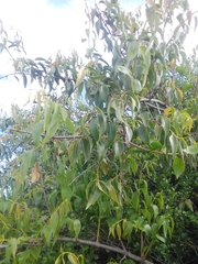 Tripodanthus acutifolius