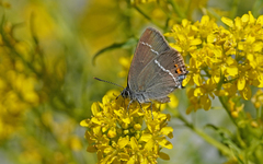 Satyrium spini