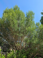Fraxinus berlandieriana