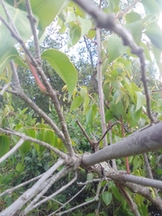 Tripodanthus acutifolius