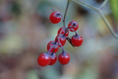 Solanum dulcamara