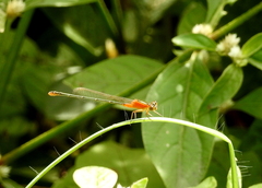 Coenagrionidae