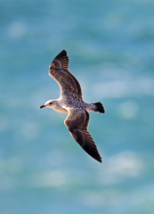Larus fuscus
