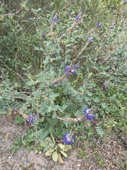 Dalea coerulea