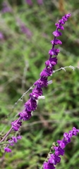 Salvia leucantha