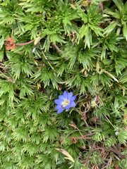 Gentiana sedifolia