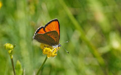 Lycaena hippothoe