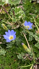 Gentiana sedifolia