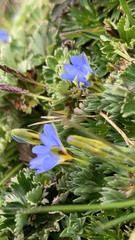 Gentiana sedifolia