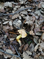 Aureoboletus gentilis