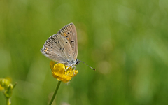 Lycaena hippothoe