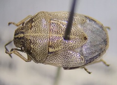 Neottiglossa undata