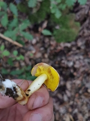 Aureoboletus gentilis