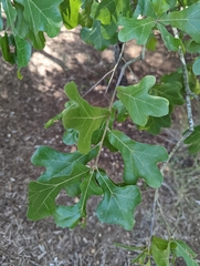 Quercus stellata