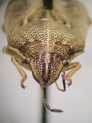 Neottiglossa undata