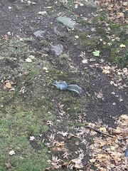 Sciurus carolinensis