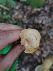 Aureoboletus gentilis