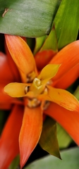 Guzmania