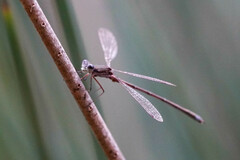 Lestes virens