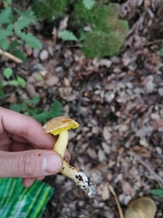 Aureoboletus gentilis