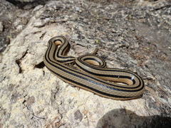 Conophis vittatus