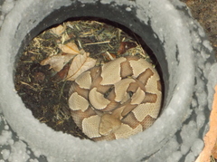 Agkistrodon contortrix