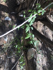 Metastelma barbigerum