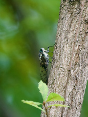Hyalessa maculaticollis