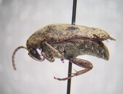 Amblycerus