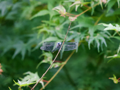 Orthetrum albistylum speciosum