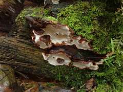 Heterobasidion annosum